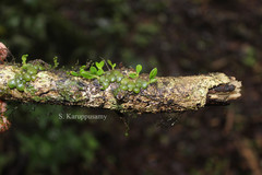 Conchidium filiforme